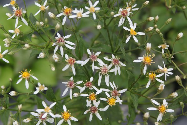 Aster macrophyllus 'Albus'