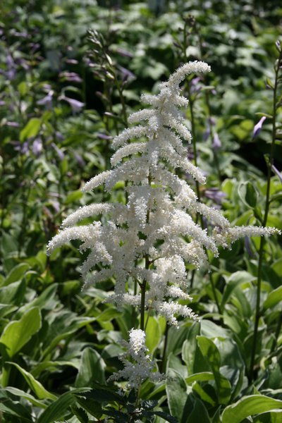 Astilbe x japonica Deutschland