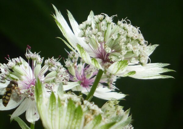 Sterndolde, Astrantia major, Staude