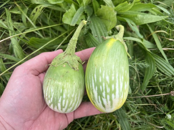 Aubergine 'Green Blitz', Solanum melongena