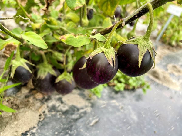 Aubergine 'Purple Blitz', Solanum melongena