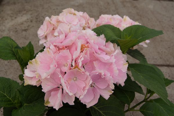 Hortensie Everbloom 'Pink Wonder' 1