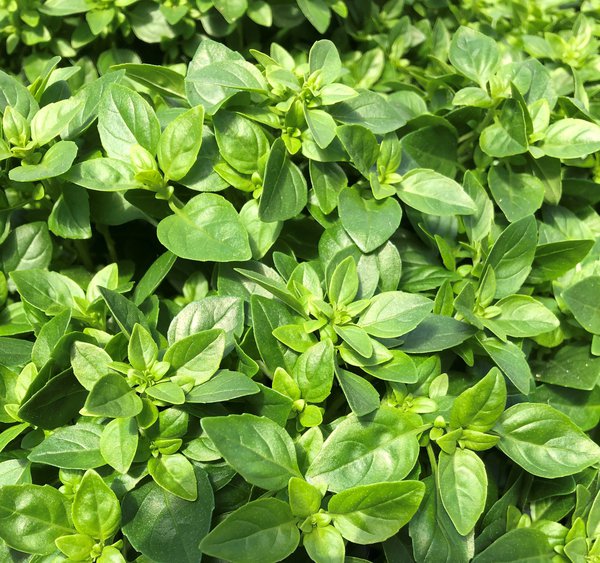 Schädlingsvertreibende Pflanzen, Basilikum Petit Green, Ocimum basilicum