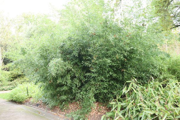 Phyllostachys bissetii, Bisset Bambus