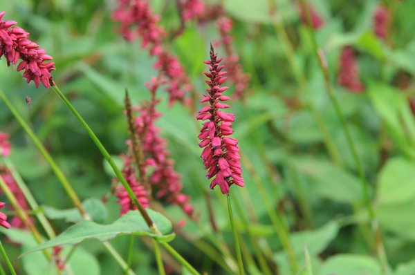 Blüte vom Kerzenknöterich 'Taurus'