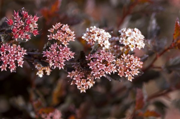 Blasenspiere 'Little Devil', Physocarpus opulifolius 'Little Devil'