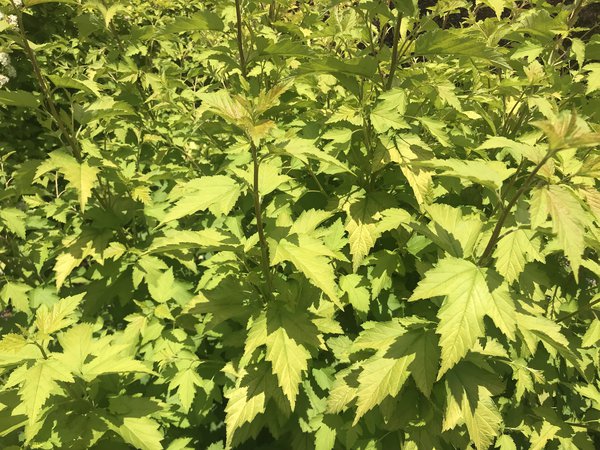 Blasenspiere 'Nugget' (Physocarpus opulifolius 'Nugget')