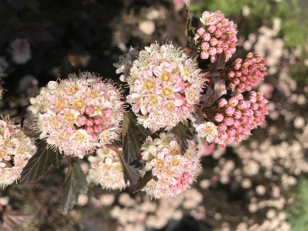 Physocarpus opulifolius 'Tiny Wine', Blasenspiere, Hinrichs, XXL Pflanze Physocarpus opulifolius 'Tiny Wine', Blasenspiere, Hinrichs, XXL Pflanze