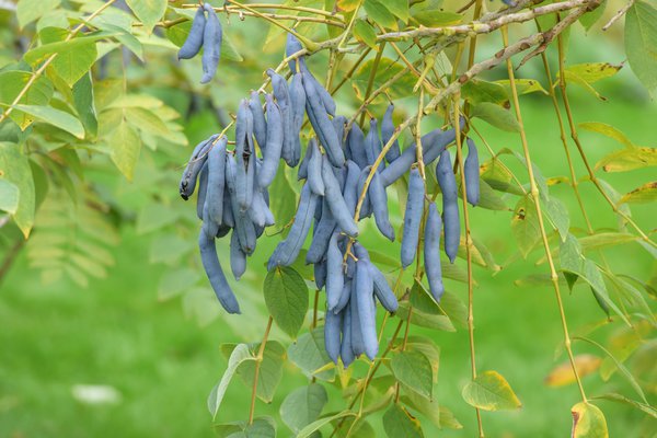 Blaugurkenstrauch, Blauschotenstrauch, Decaisnea fargesii Blaugurkenstrauch, Blauschotenstrauch, Decaisnea fargesii
