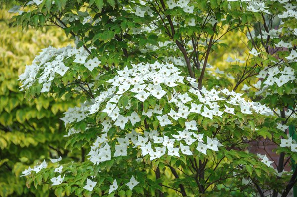 Blumenhatriegel 'Milky Way' Cornus kousa 'Milky Way'