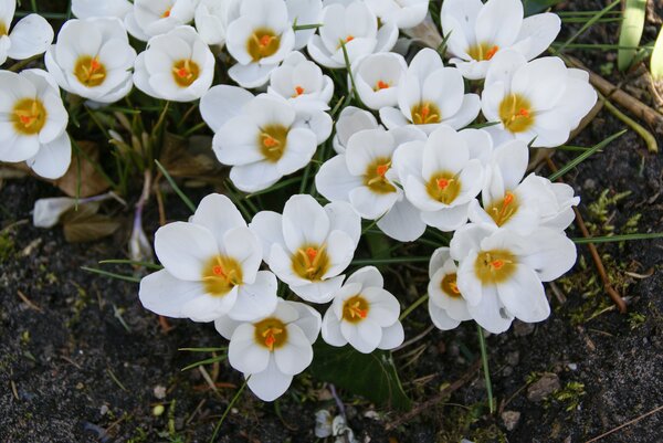 Botanischer Krokus chrysanthus 'Ard Schenk' (Crocus chrysanthus 'Ard Schenk') (korr) Botanischer Krokus chrysanthus 'Ard Schenk' (Crocus chrysanthus 'Ard Schenk') (korr)