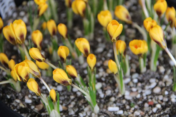 Botanischer Krokus chrysanthus 'Goldilocks' (Crocus chrysanthus 'Goldilocks')