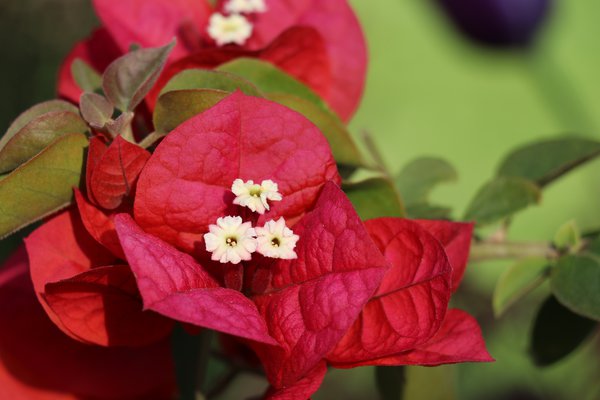 Bougainvillea 'Temple Fire'