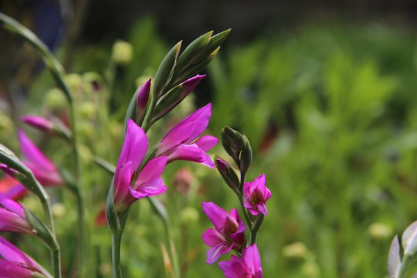 Gladiolus byzantinus