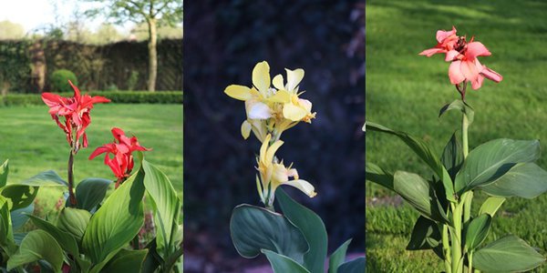 Canna x generalis Red, Yellow, Pink (Indisches Blumenrohr)