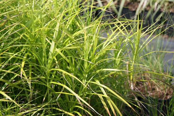 Carex muskingumensis Palmwedel-Segge