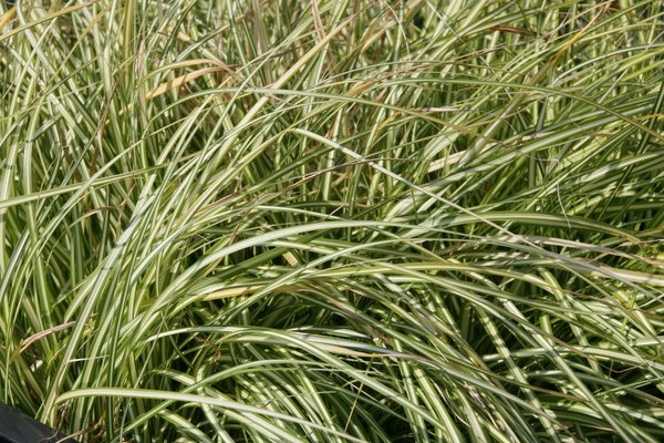 Carex oshimensis 'Everest' -R-