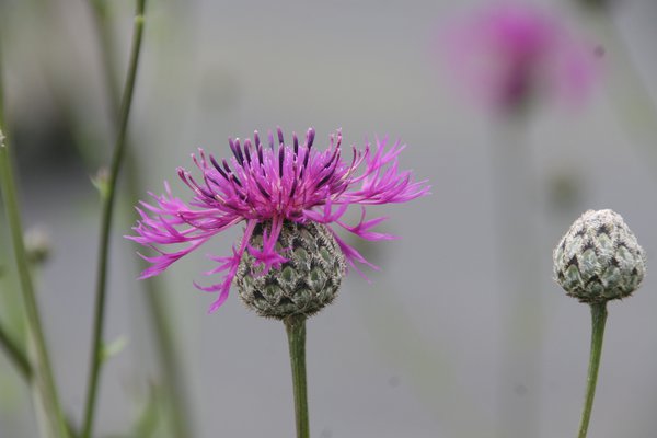 Centaurea scabiosa