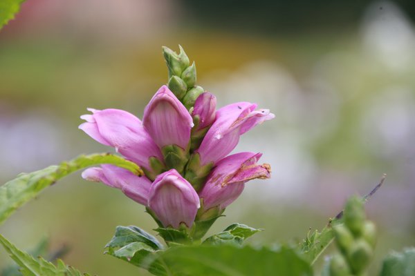 Chelone obliqua Rote Schildblume