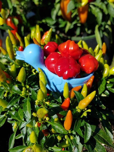 Ranka Kolumne, Chili, Chili Test, Capsicum, Chilisorten