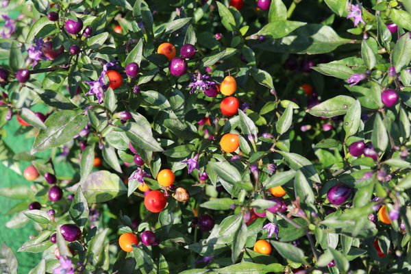 Chili Bolivian Rainbow, Capsicum annuum Bolivian Rainbow, Chili berwintern