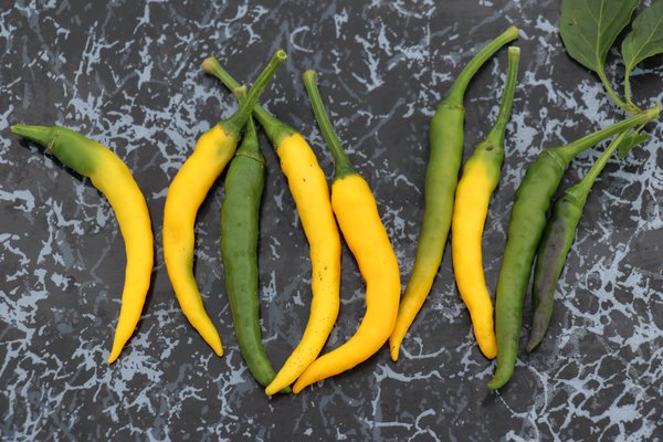 Chili 'Cedrino', Capsicum annuum 'Cedrino'