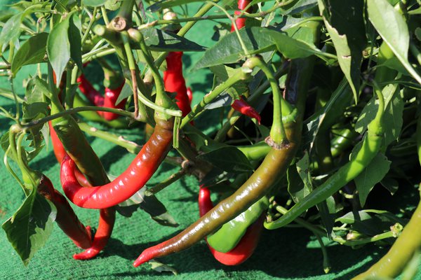 Chili 'Joe's Long Cayenne', Capsicum annuum 'Joe's Long Cayenne'