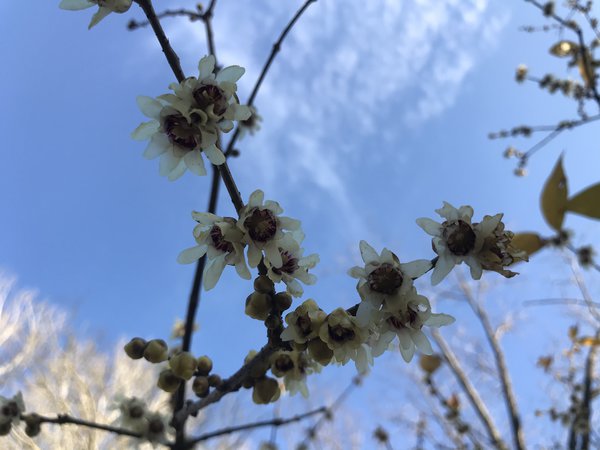 Chinesische Winterblüte Chinesische Winterblüte