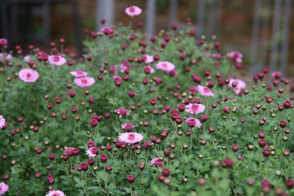 Chrysanthemum x hort. 'Anastasia' Winteraster