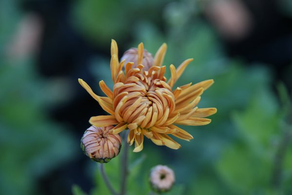 Winteraster 'Kleiner Bernstein'