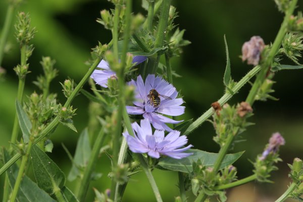 Blüte Wegwarte