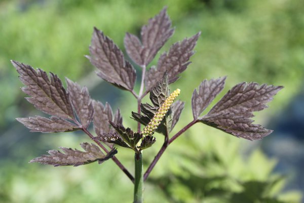 Cimicifuga ramosa 'Atropurpurea'