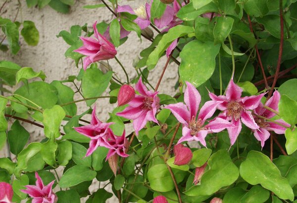 No_PR_Clematis, Waldrebe 'Duchess of Albany' Clematis texensis Duchess of Albany, quer