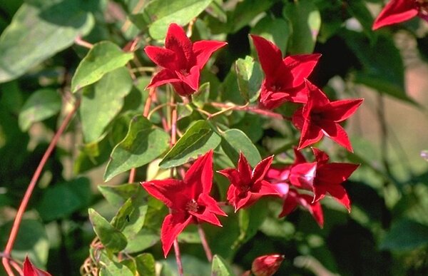No_PR_Clematis, Waldrebe 'Gravetye Beauty' Clematis texensis 'Gravetye Beauty', quer