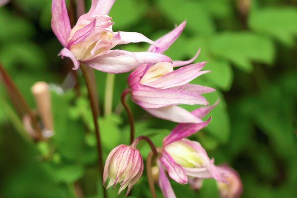 No_PR_Clematis, Waldrebe 'Pink Flamingo' Clematis alpina 'Pink Flamingo', quer