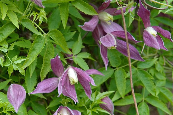 No_PR_Clematis alpina 'Ruby' Waldrebe 'Ruby', quer