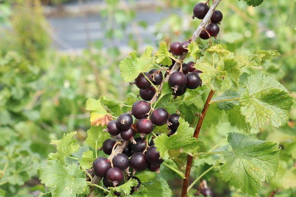 Permakultur, Pflanzbeet Essbares unter dem lweidendach, Jostabeere ConfiBeere Jofruity, Ribes x nidigrolaria, Lubera