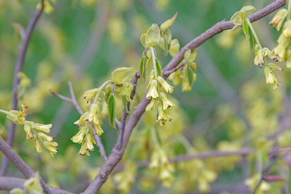 hrige Scheinhasel, Hohe Scheinhasel, Corylopsis spicata