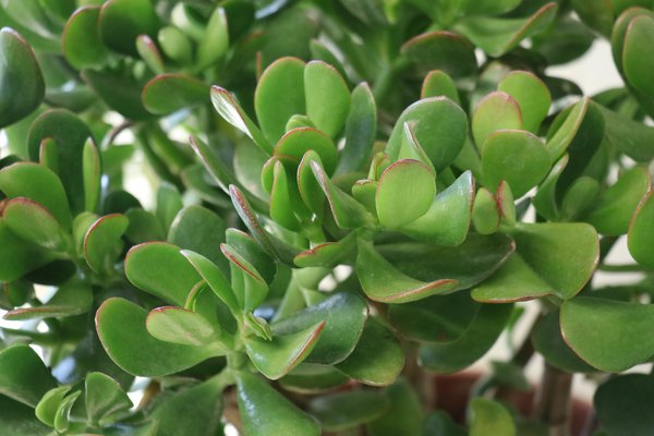 Crassula ovata, Geldbaum vermehren