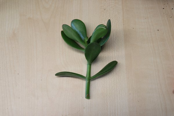 Crassula ovata, Geldbaum, Vermehrung durch Stecklinge, Kopfstecklinge