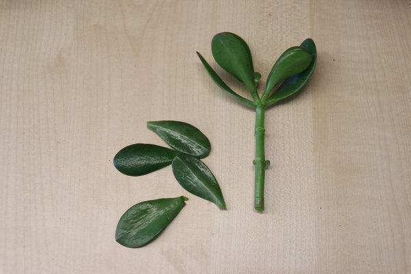 Crassula ovata, Geldbaum, Vermehrung durch Stecklinge, Kopfstecklinge