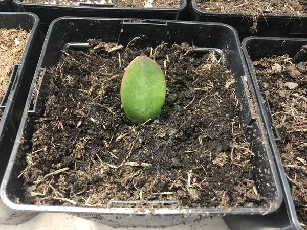 Crassula obata, Geldbaum, Vermehrung durch Blattstecklinge 