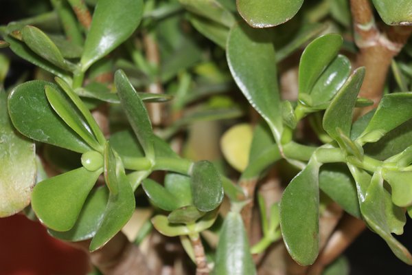 Crassula ovata, Geldbaum, Vermehrung durch Stecklinge, Kopfstecklinge