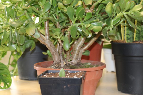 Crassula obata, Geldbaum, Vermehrung durch Blattstecklinge