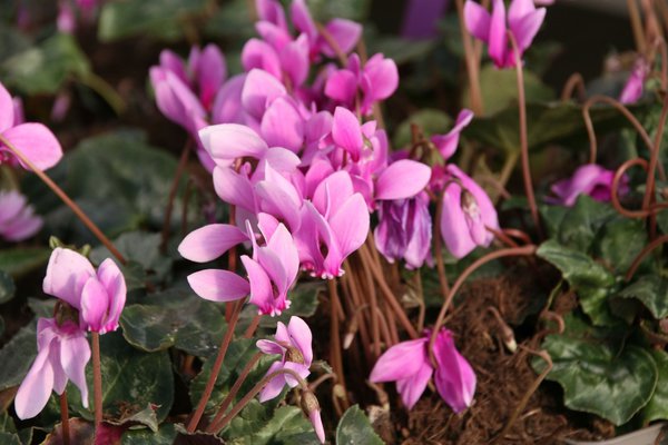 Herbst-Alpenveilchen 'Ivy Ice Purple'