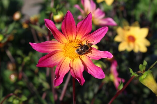Dahlien fr Insekten, insektenfreundlich, Dahlie 'Bright Eyes' mit Erdhummel