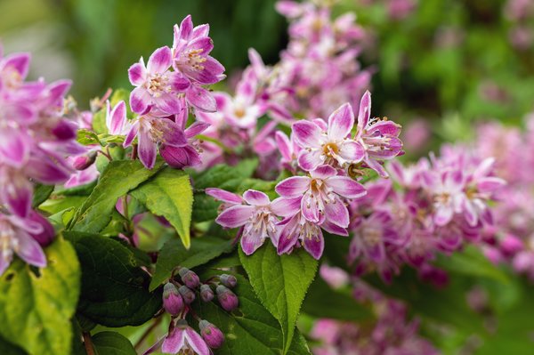 Deutzia 'Strawberry Fields'_Blte, Deutzie, Hinrichs, XXL Pflanzen