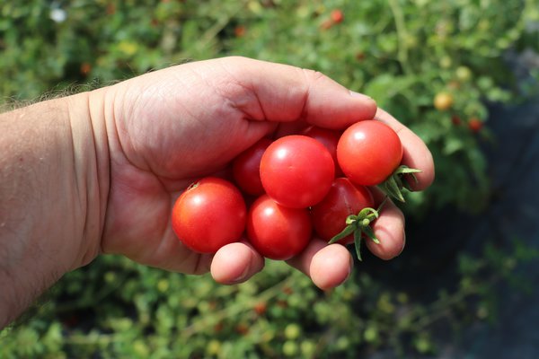 Wie pflanzt man Tomaten? Wildtomate Humboldtii (Solanum lycopersicum)