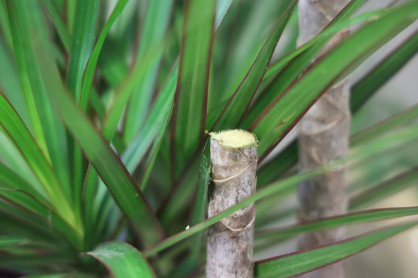 Drachenbaum schneiden, Dracaena marginata, abgeschnittener Stamm