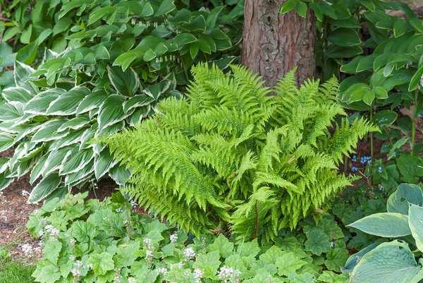 Dryopteris affinis 'Crispa' Goldschuppen-Farn 'Crispa'